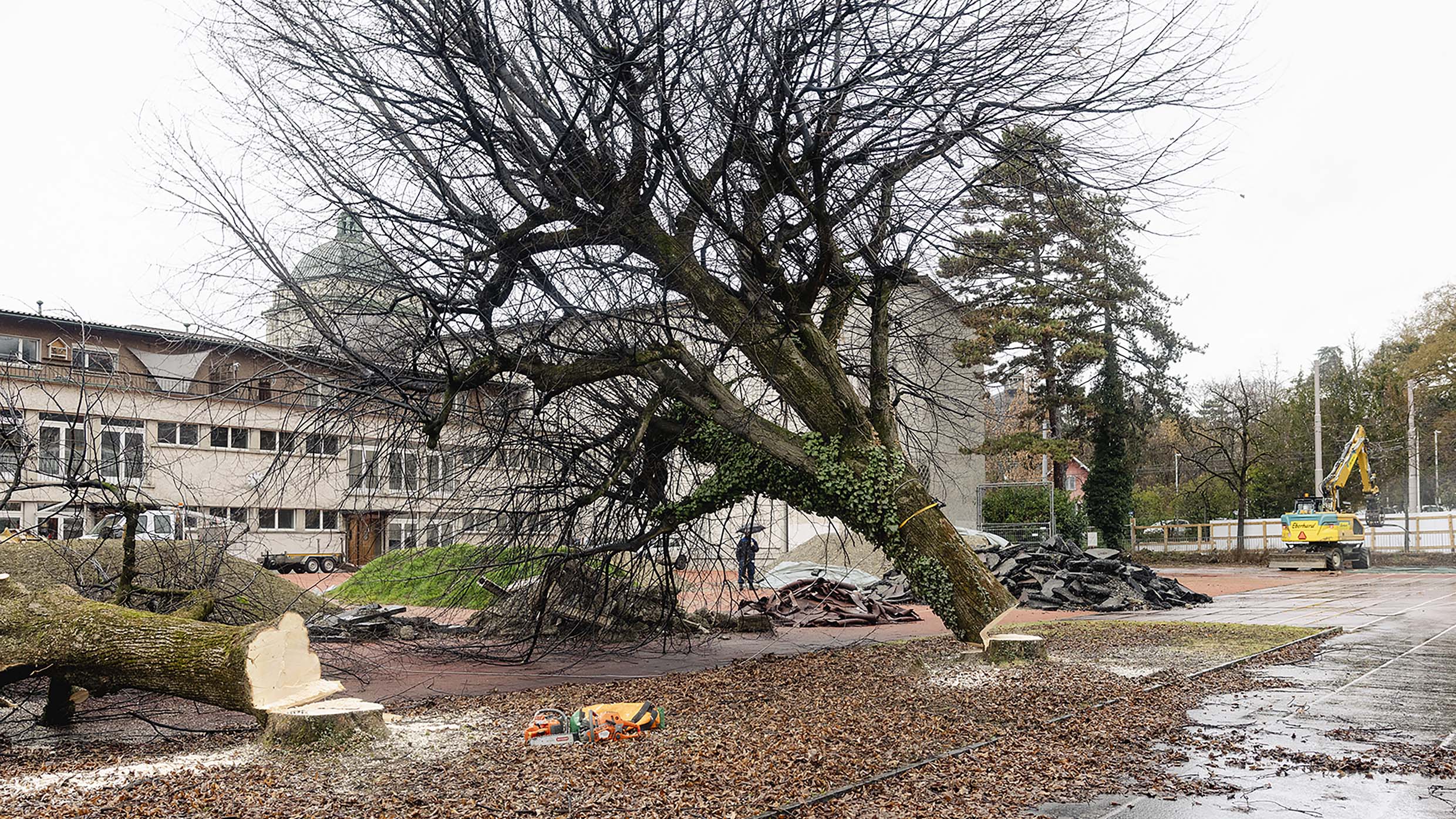 1_Areal_Waesserwies_Rodungen_grosser_gefaellter_Baum