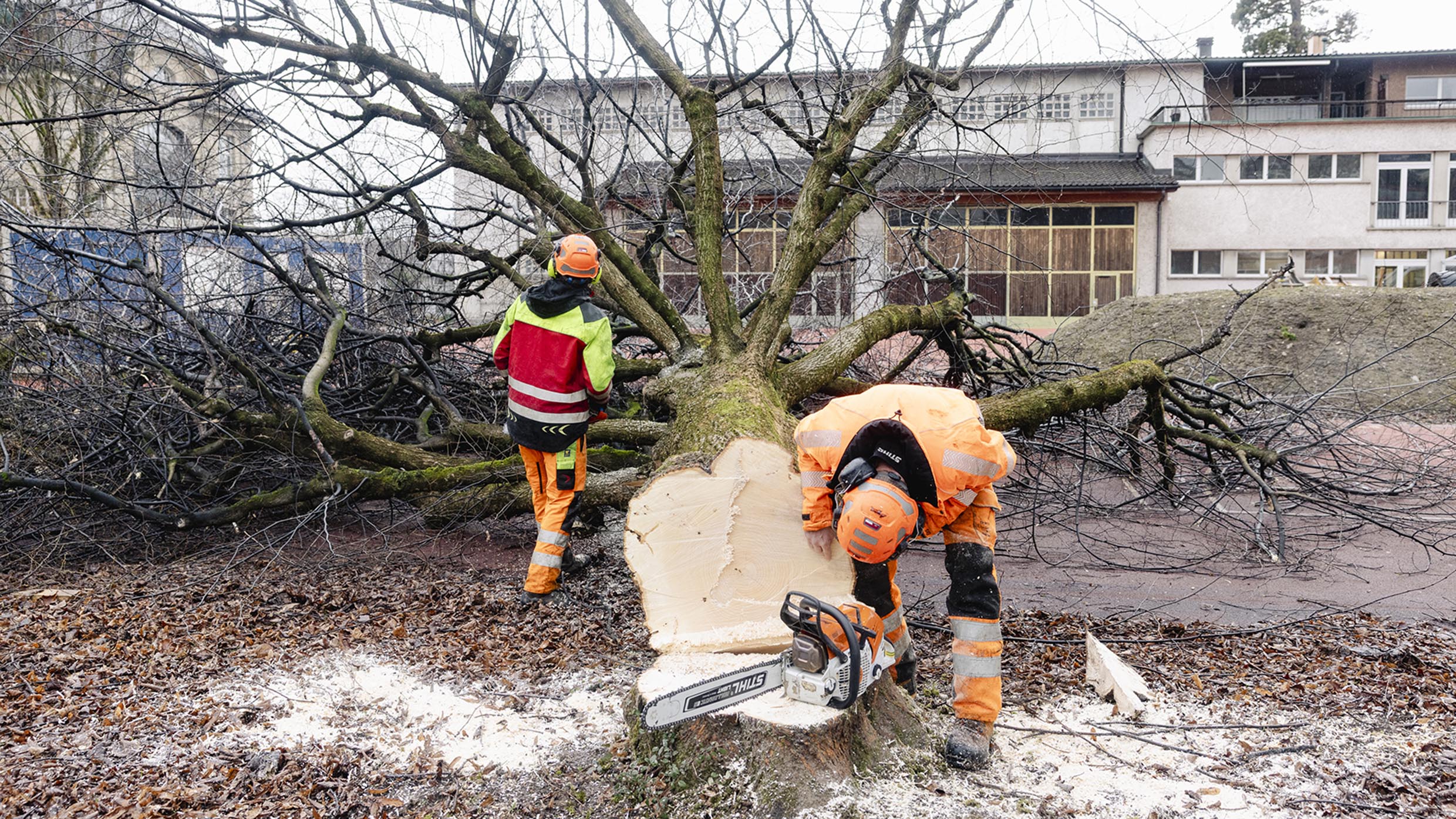 2_Areal_Waesserwies_Rodungen_gefaellter_Baum_mit_zwei_Baumfaellern